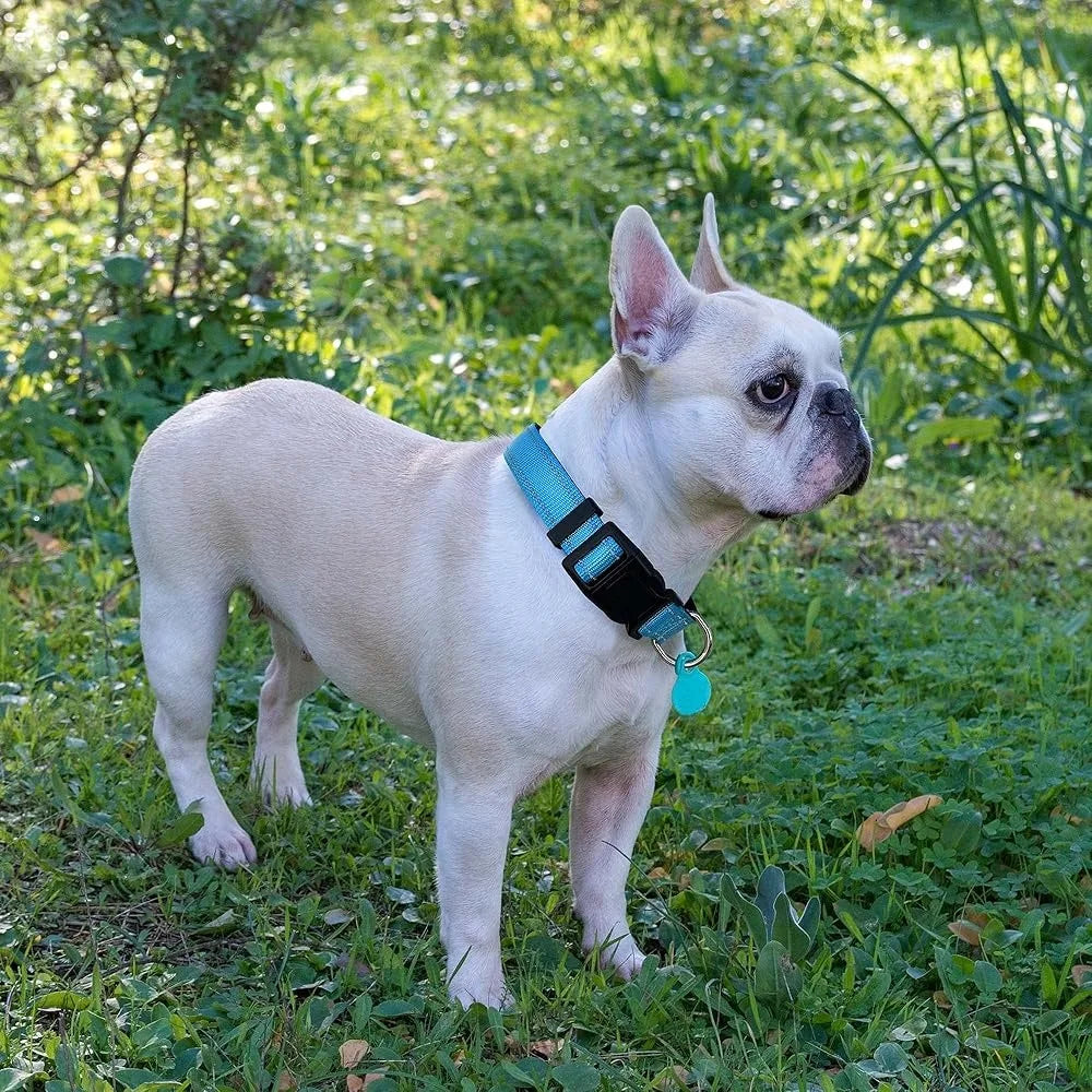 Adjustable Reflective Dog Collar with Bonus 5ft Leash