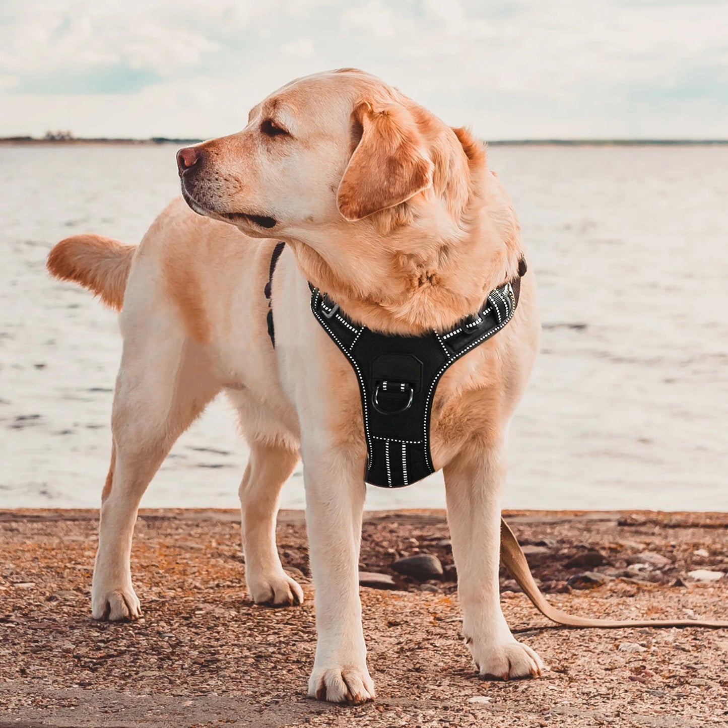 Dog Nylon Adjustable Reflective Dog Vest, No Pull, 2 Metal Leash Hooks, Easy Control