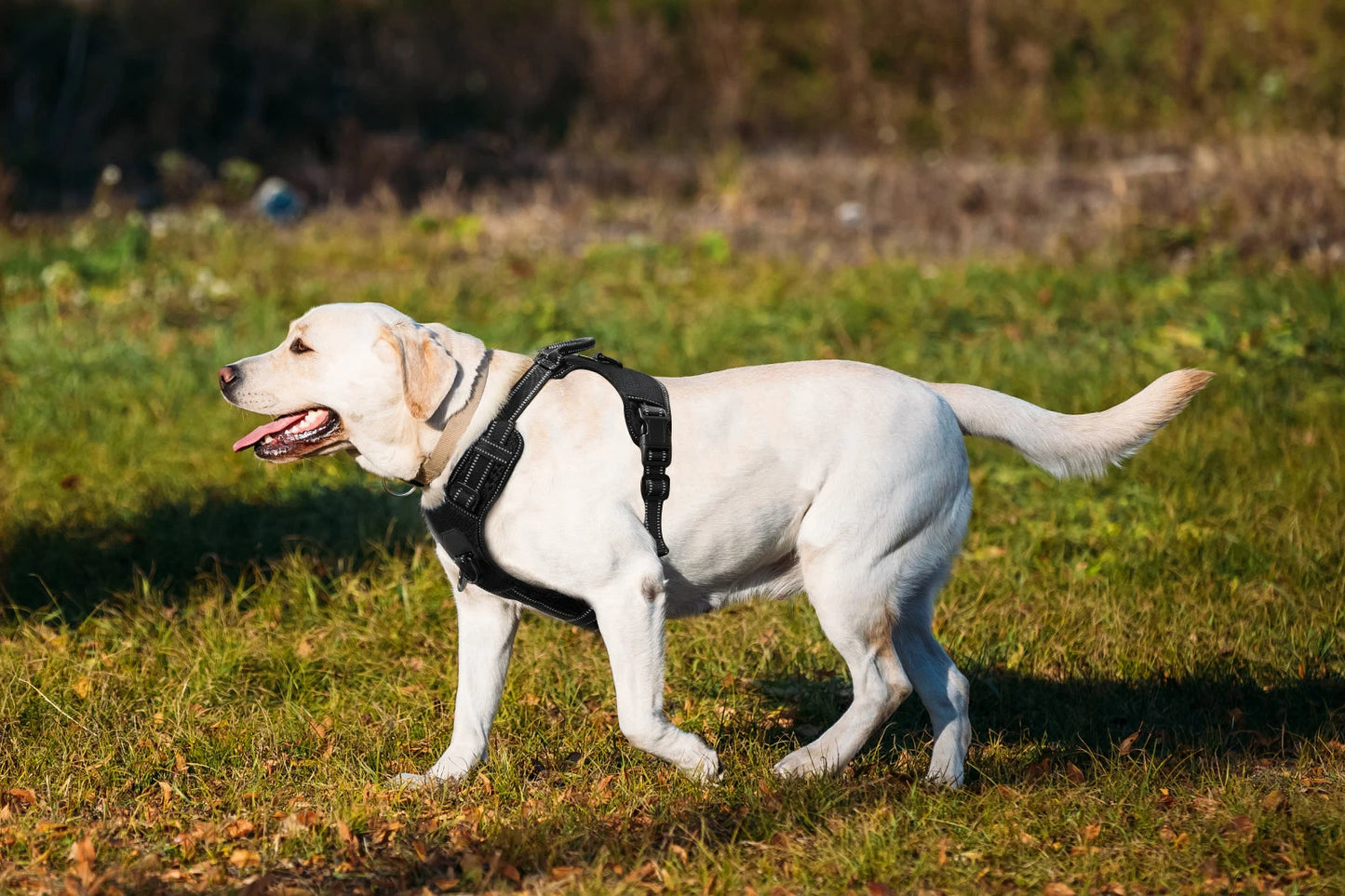 Dog Nylon Adjustable Reflective Dog Vest, No Pull, 2 Metal Leash Hooks, Easy Control