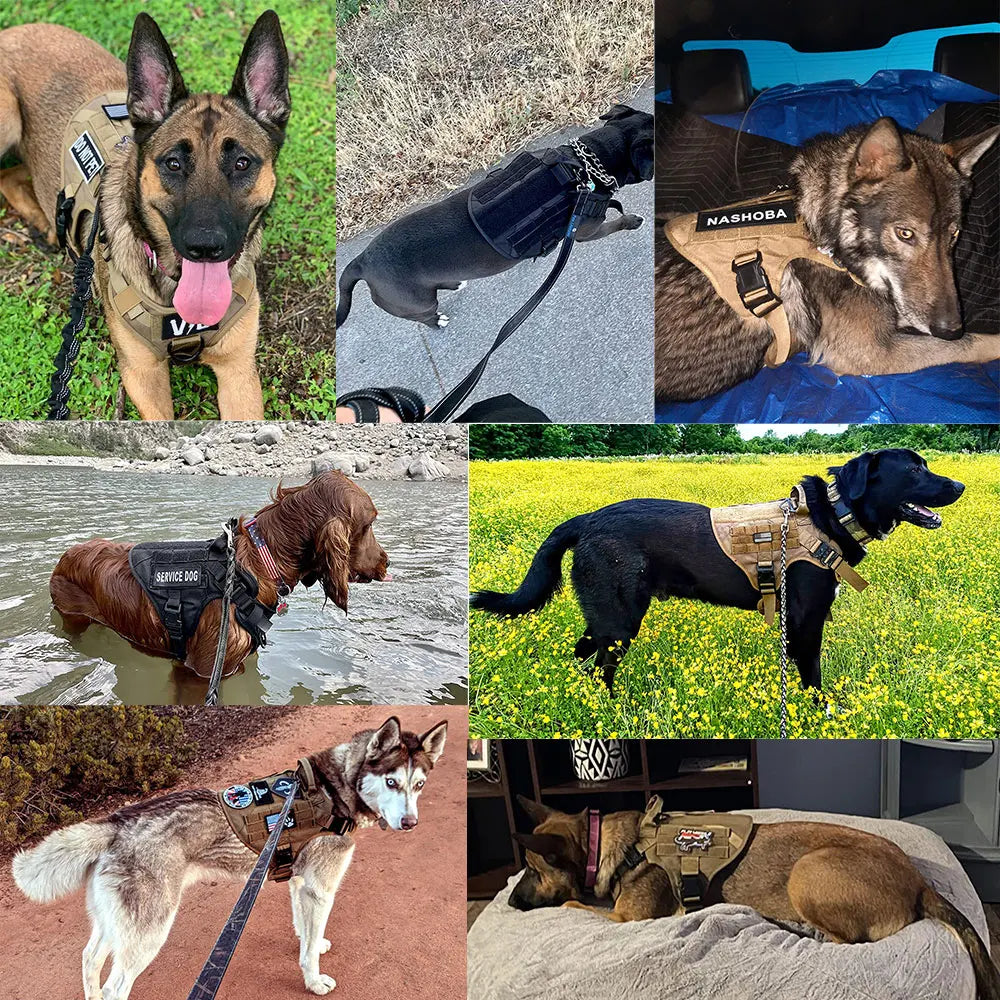 Large Dog Harness Leash Set Training Walking Vest, Harness & Collar For Medium Large Dogs