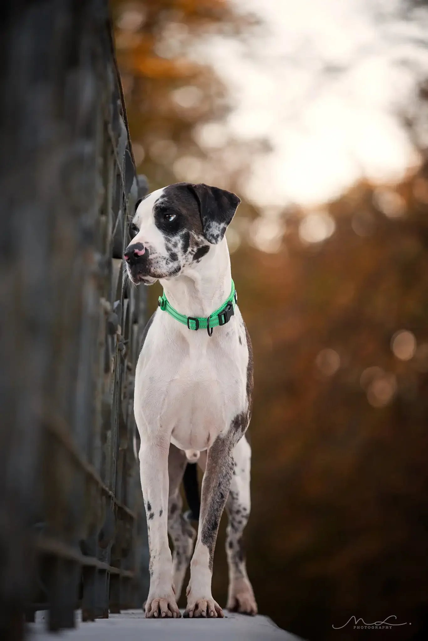 Pet Dog Collar Nylon Adjustable, Padded Soft Reflective Durable Heavy Duty Training