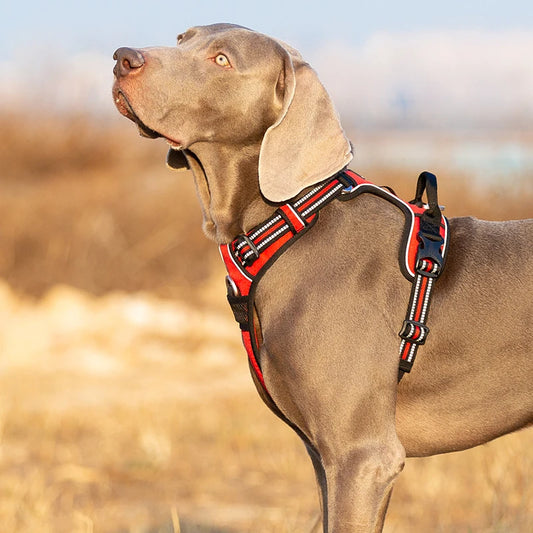 Dog Harness Nylon Webbing, 3M Reflection Adjustable Aluminum Alloy for Big Medium Small Dog