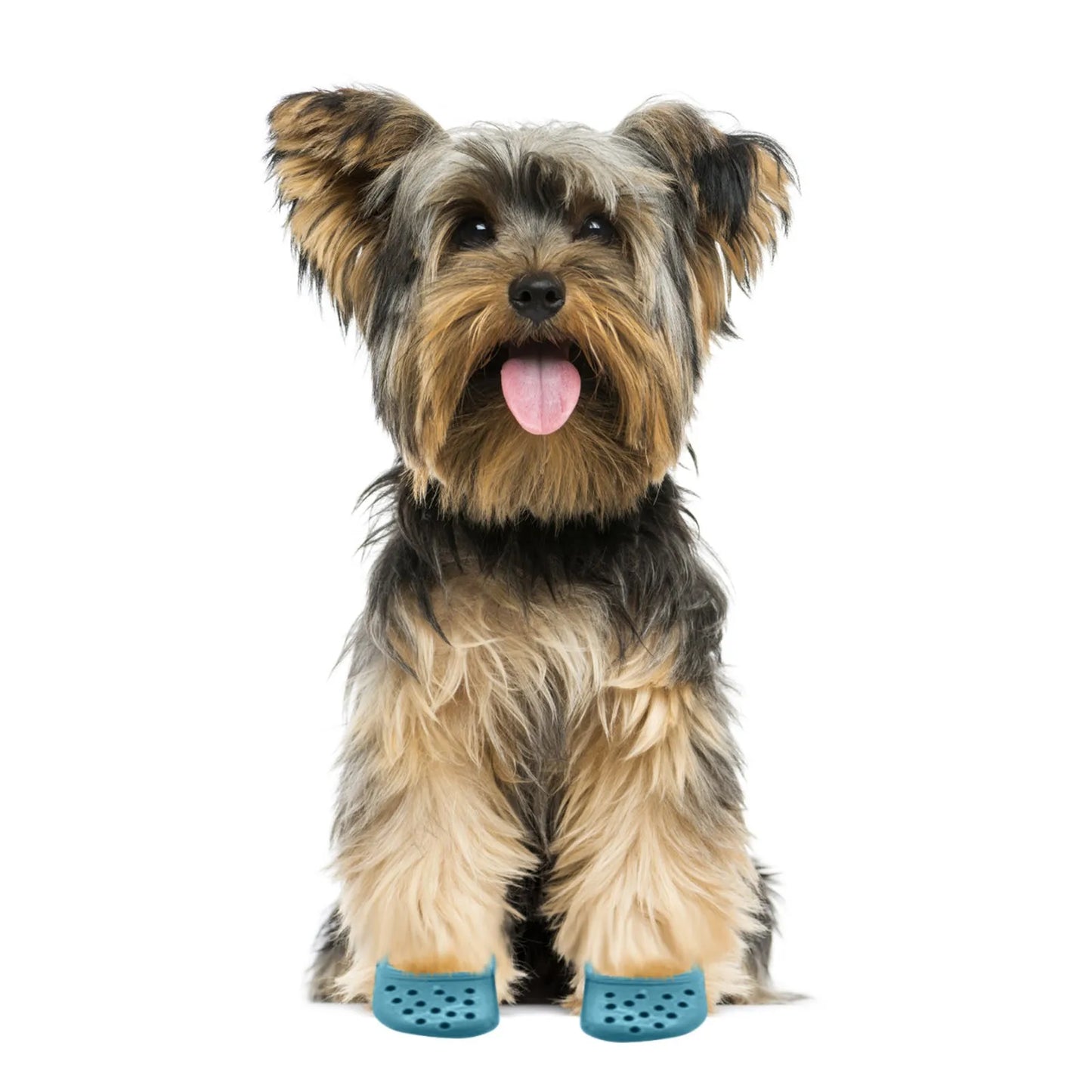 Dog Decorative Shoes